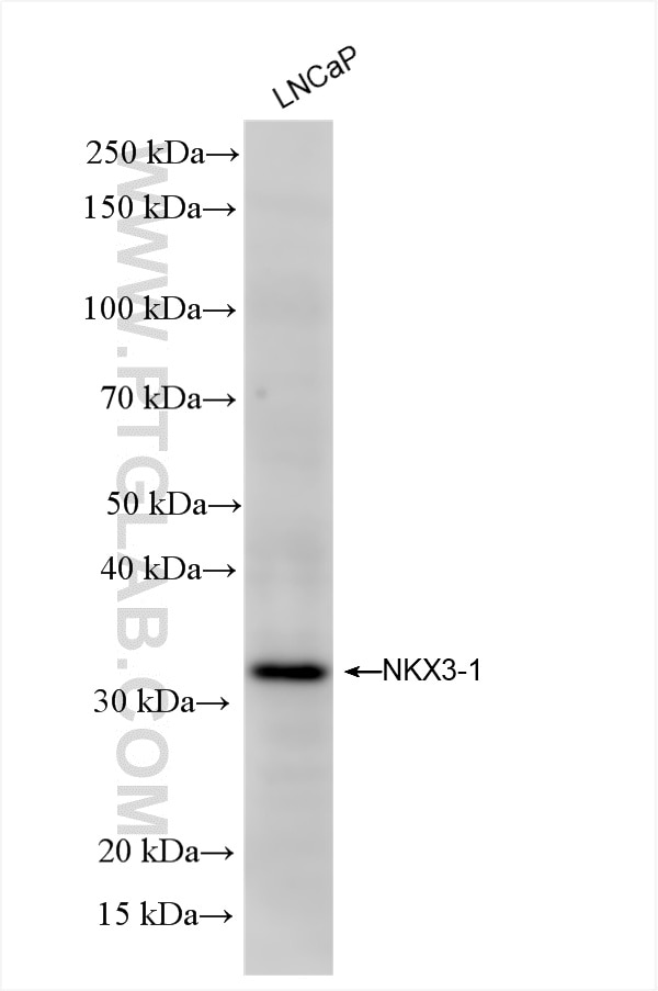 LNCaP cells were subjected to SDS PAGE followed by western blot with 86085-1-RR (NKX3-1 antibody) at dilution of 1:3000 incubated at room temperature for 1.5 hours. Western Blot (WB) analysis of LNCaP cells using NKX3-1 Recombinant antibody (86085-1-RR)