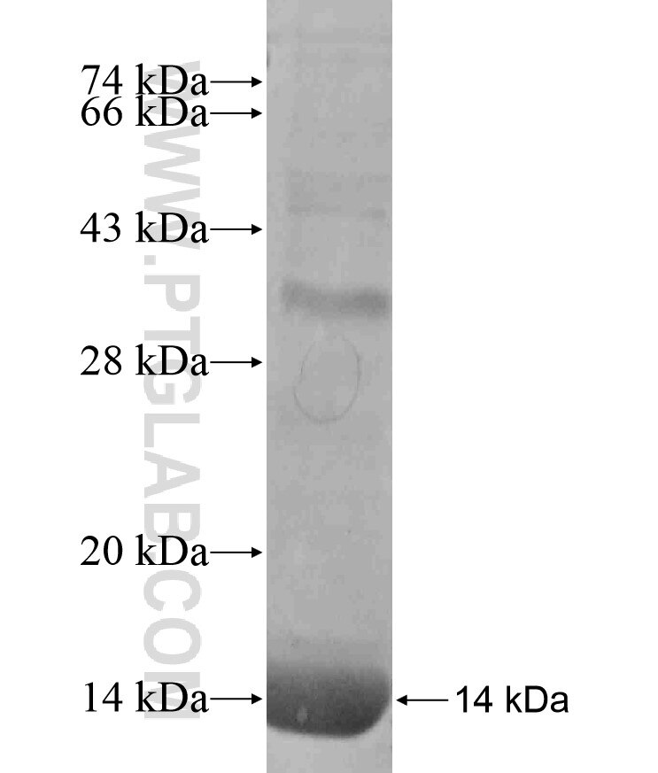 NKX3-1 fusion protein Ag17640 SDS-PAGE
