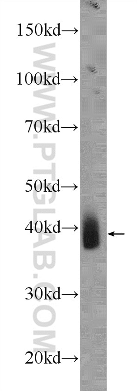 Western Blot (WB) analysis of mouse skeletal muscle tissue using NKX3-2 Polyclonal antibody (22491-1-AP)