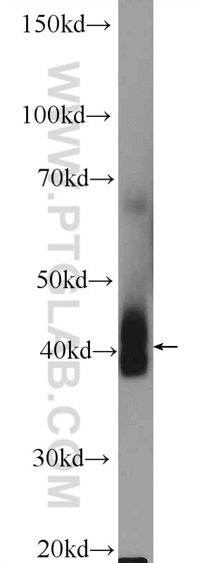 Western Blot (WB) analysis of mouse small intestine tissue using NKX3-2 Polyclonal antibody (22491-1-AP)