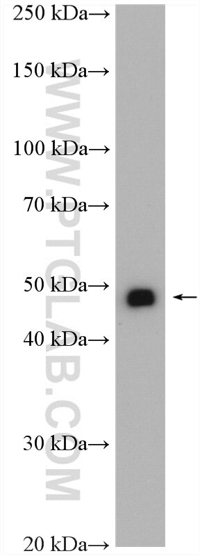 Western Blot (WB) analysis of mouse brain tissue using NKX6-1 Polyclonal antibody (20974-1-AP)