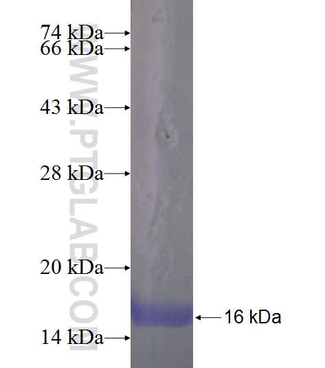 NKX6-2 fusion protein Ag23920 SDS-PAGE