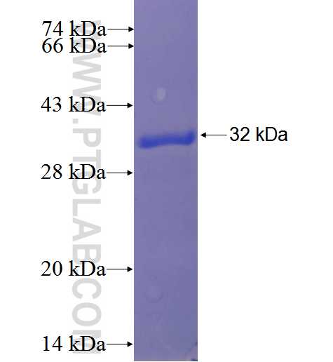NKX6-3 fusion protein Ag23566 SDS-PAGE
