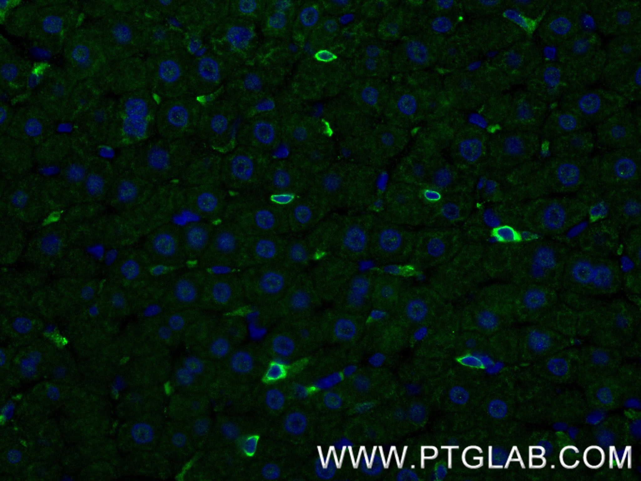 Immunofluorescence (IF) / fluorescent staining of rat spleen tissue using NKp46/NCR1 Recombinant antibody (84416-5-RR)