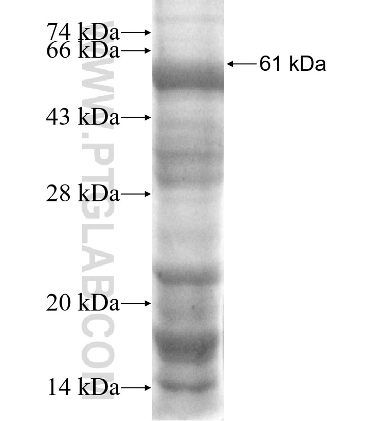 NLE1 fusion protein Ag9604 SDS-PAGE