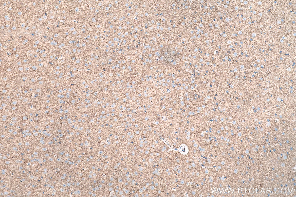 IHC staining of mouse brain using 66964-1-Ig