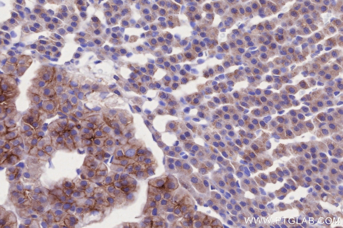 Immunohistochemistry (IHC) staining of rat adrenal gland tissue using NLGN1 Monoclonal antibody (66964-1-Ig)
