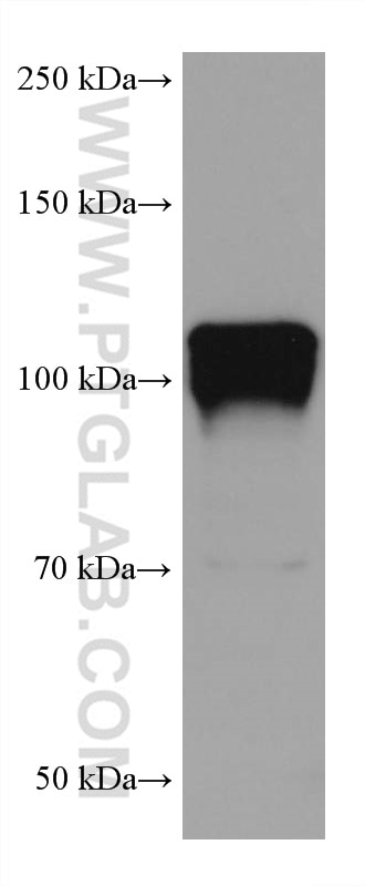 Western Blot (WB) analysis of mouse brain tissue using NLGN1 Monoclonal antibody (66964-1-Ig)