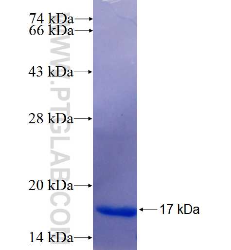 NLGN1 fusion protein Ag25412 SDS-PAGE