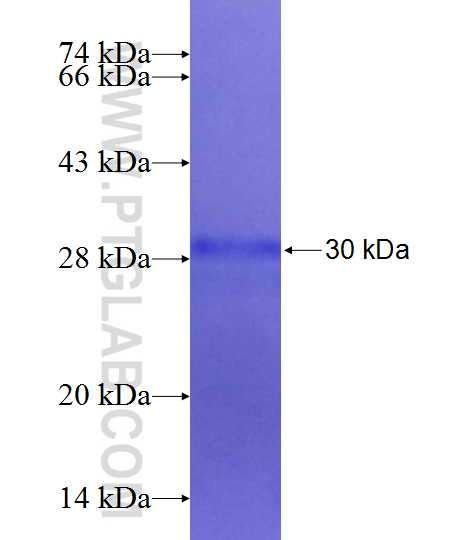 NLGN1 fusion protein Ag25437 SDS-PAGE