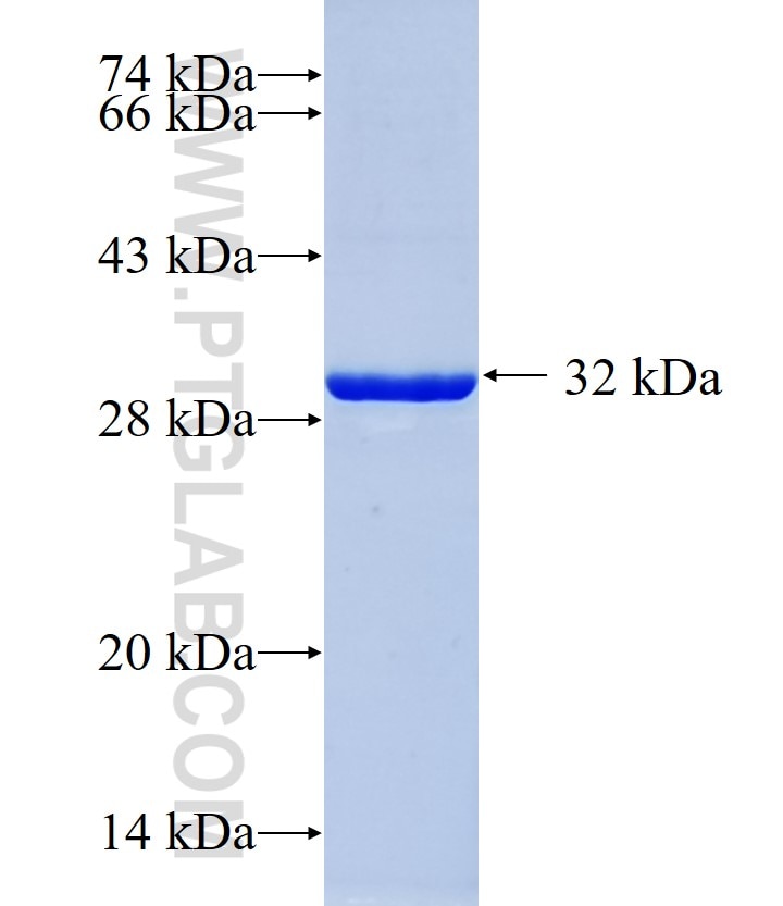 NLGN1 fusion protein Ag25437 SDS-PAGE