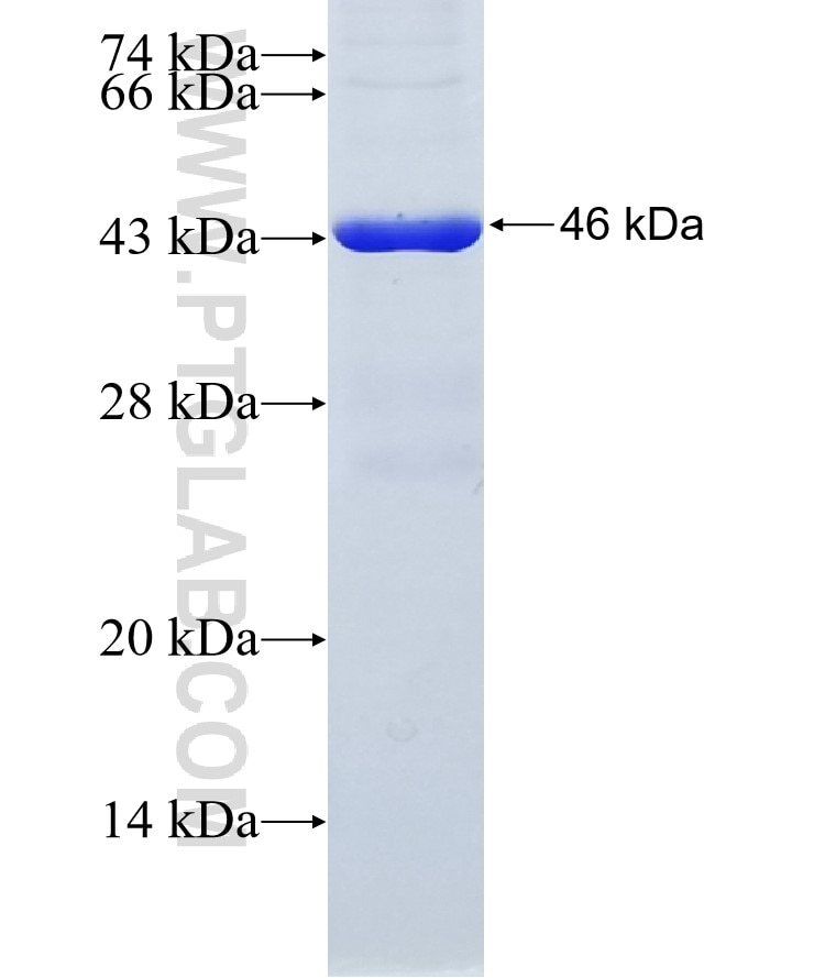 NLGN1 fusion protein Ag6356 SDS-PAGE