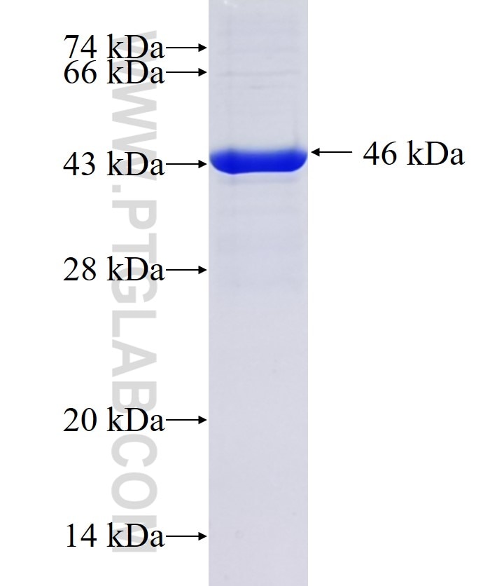 NLGN1 fusion protein Ag6356 SDS-PAGE