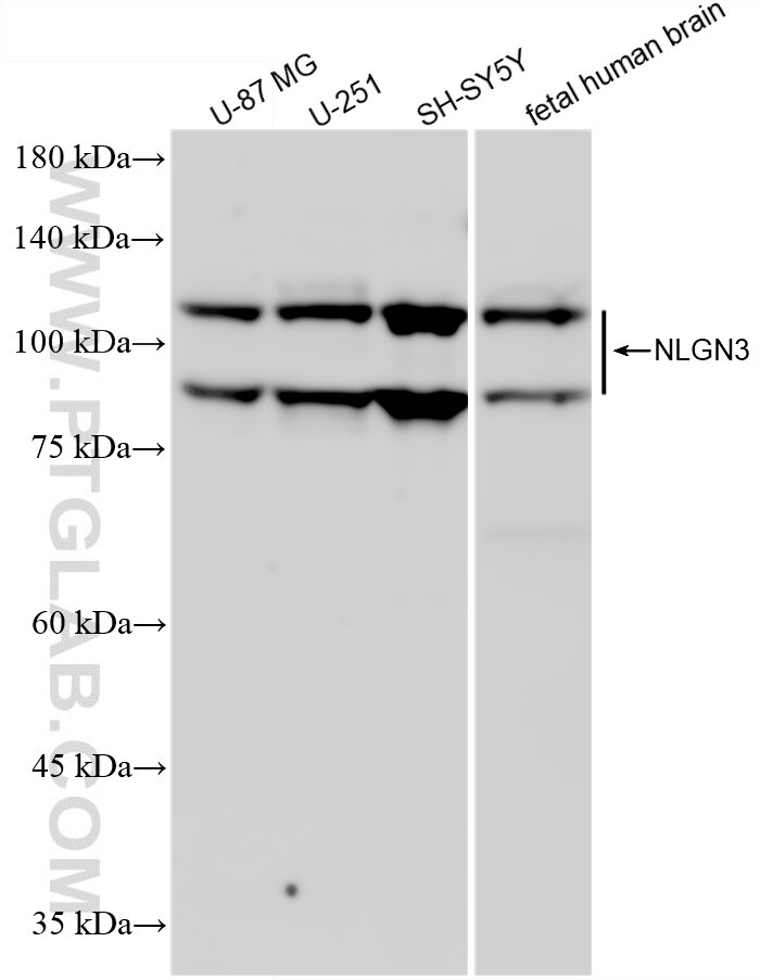 WB analysis using 87774-2-RR Western Blot (WB) analysis of various lysates using NLGN3 Recombinant monoclonal antibody (87774-2-RR)