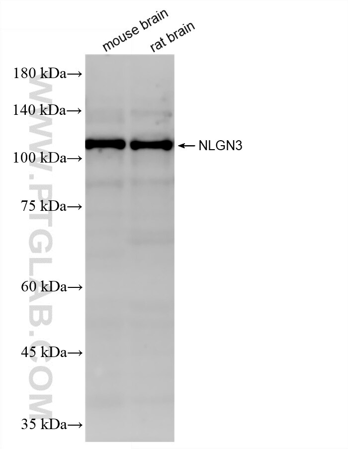 WB analysis using 87774-2-RR Western Blot (WB) analysis of various lysates using NLGN3 Recombinant monoclonal antibody (87774-2-RR)