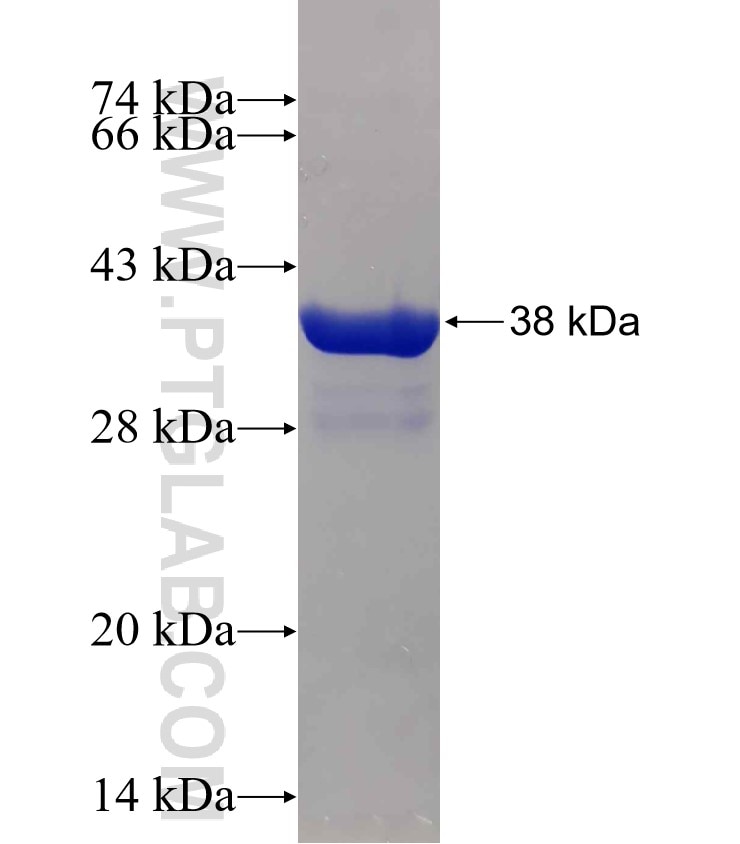 NLGN3 fusion protein Ag30536 SDS-PAGE