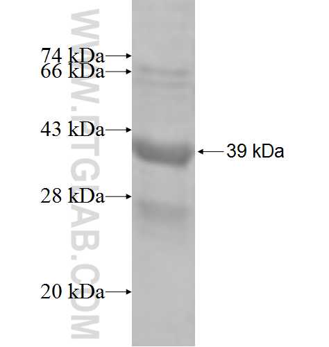 NLGN4Y fusion protein Ag4311 SDS-PAGE