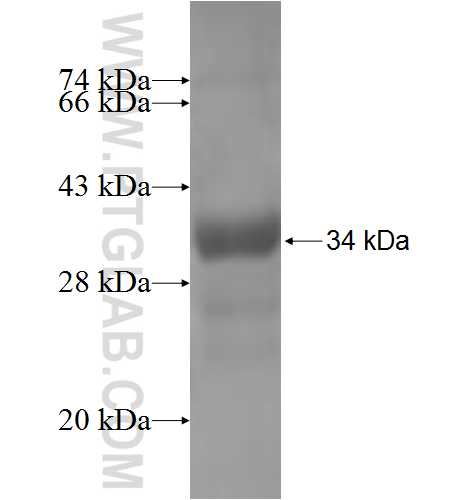 NLGN4Y fusion protein Ag4633 SDS-PAGE