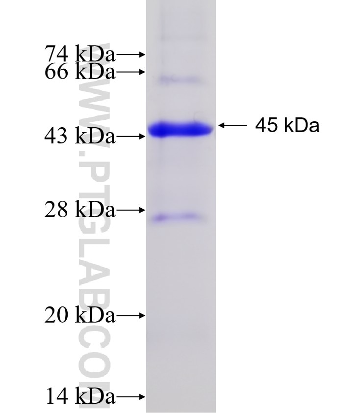 NLK fusion protein Ag6348 SDS-PAGE