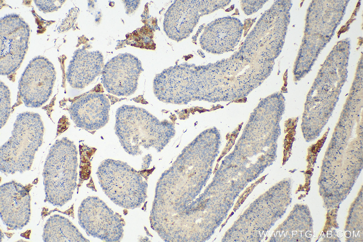 Immunohistochemistry (IHC) staining of mouse testis tissue using NLN Polyclonal antibody (14763-1-AP)