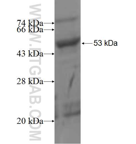 NLN fusion protein Ag6524 SDS-PAGE
