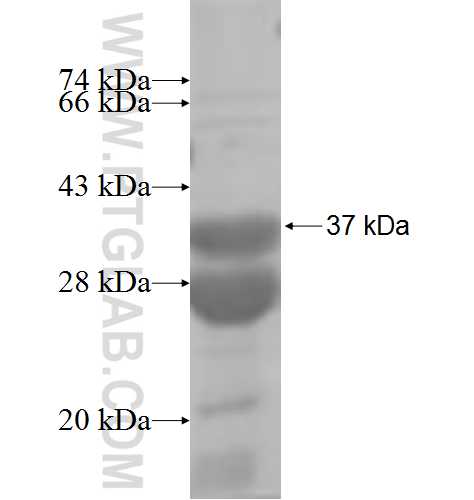 NLN fusion protein Ag6862 SDS-PAGE