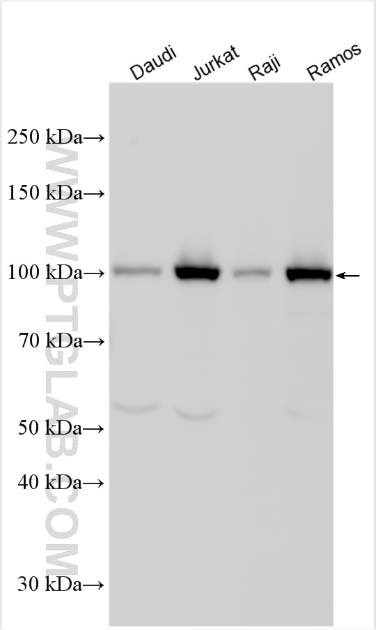 Western Blot (WB) analysis of various lysates using NLRC3 Polyclonal antibody (30455-1-AP)