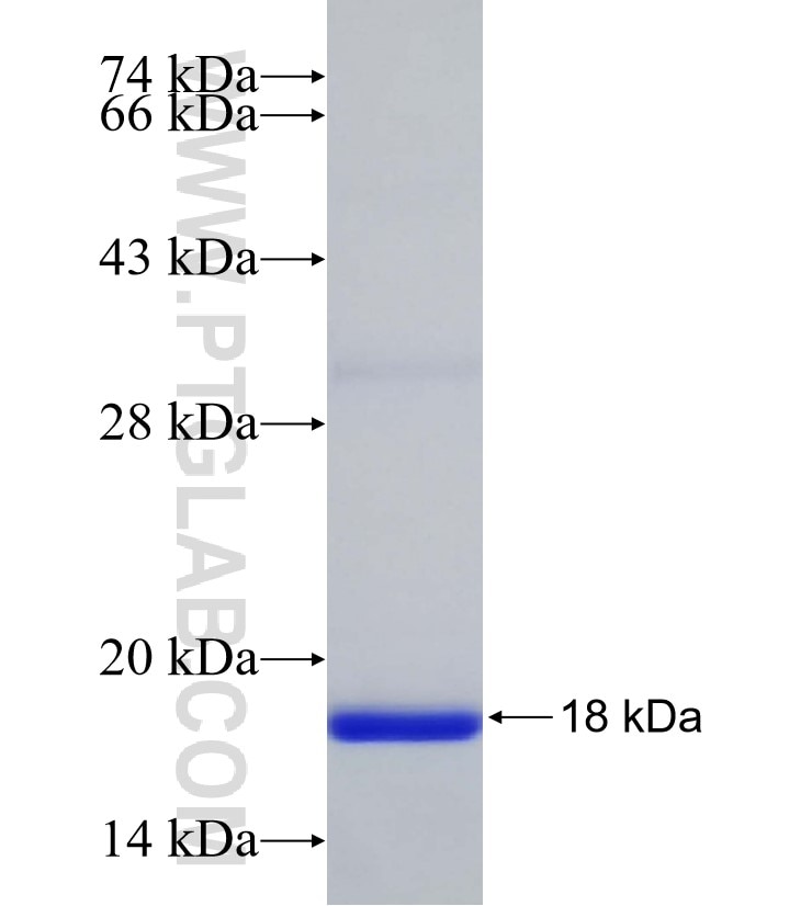 NLRC3 fusion protein Ag32323 SDS-PAGE
