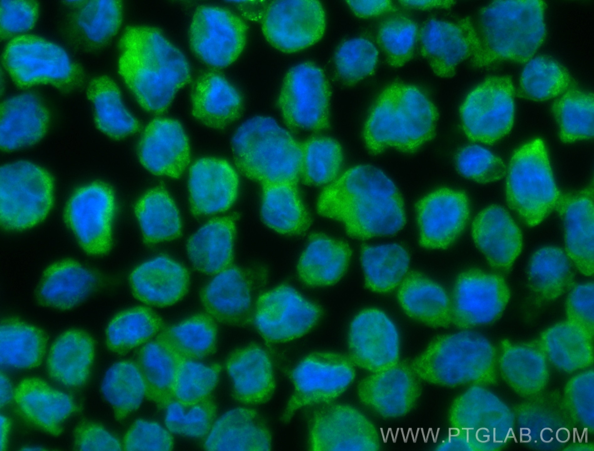 Immunofluorescence (IF) / fluorescent staining of THP-1 cells using CoraLite® Plus 488-conjugated NLRC5 Recombinant an (CL488-83384-2)