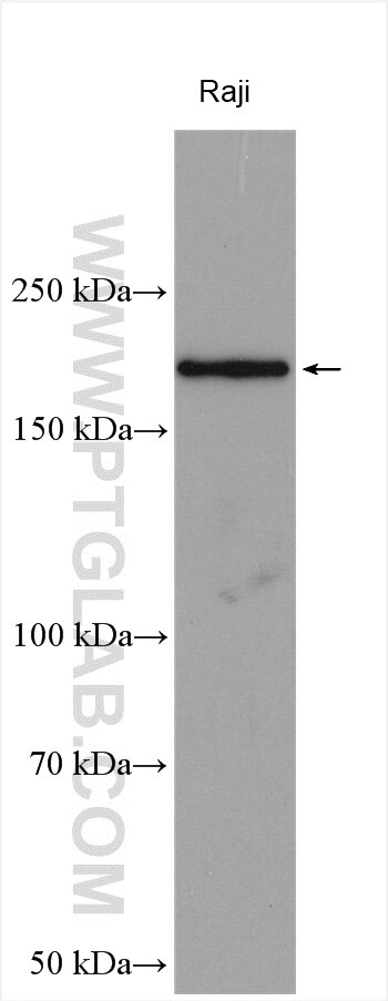 Western Blot (WB) analysis of various lysates using NLRP1 Polyclonal antibody (12256-1-AP)