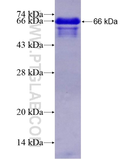 NLRP1 fusion protein Ag20150 SDS-PAGE