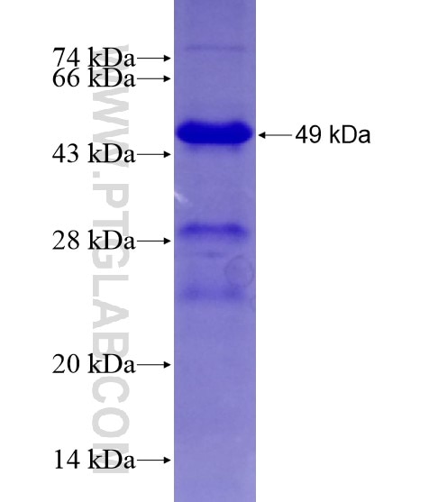 NLRP1 fusion protein Ag20516 SDS-PAGE
