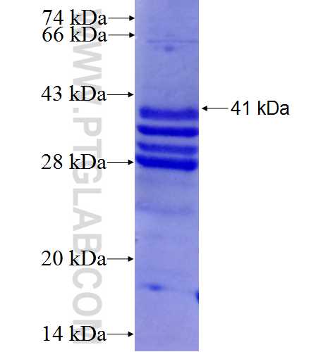 NLRP1 fusion protein Ag2908 SDS-PAGE
