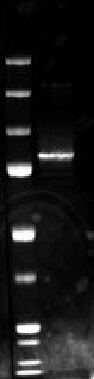 Western Blot (WB) analysis of Recombinant protein using NLRP10 Polyclonal antibody (24924-1-AP)