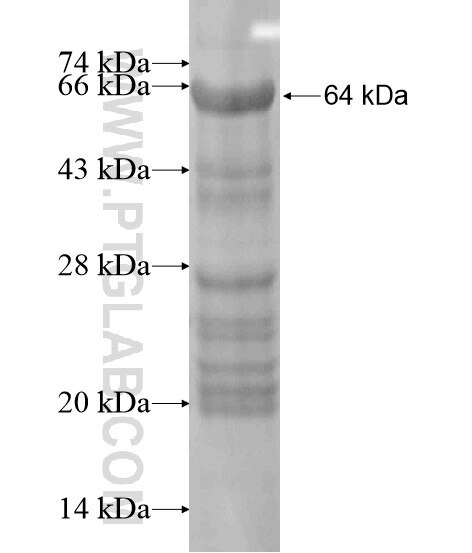 NLRP10 fusion protein Ag20697 SDS-PAGE