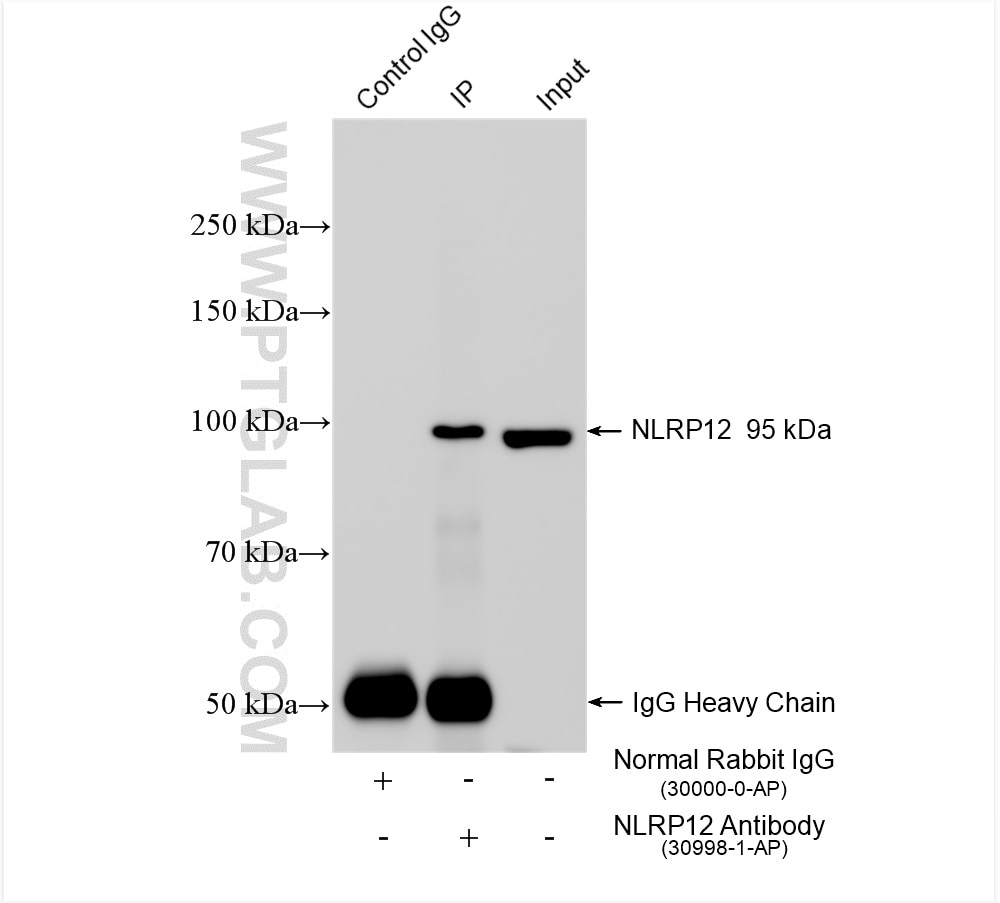 Immunoprecipitation (IP) experiment of rat liver tissue using NLRP12 Polyclonal antibody (30998-1-AP)