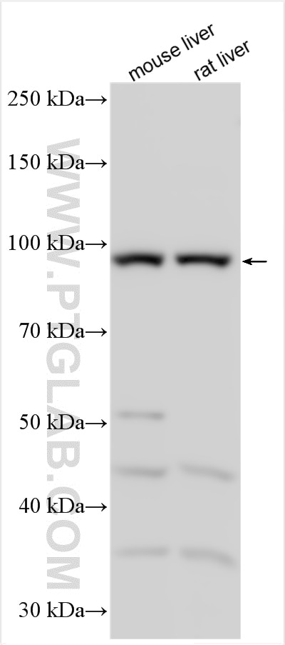 Western Blot (WB) analysis of various lysates using NLRP12 Polyclonal antibody (30998-1-AP)