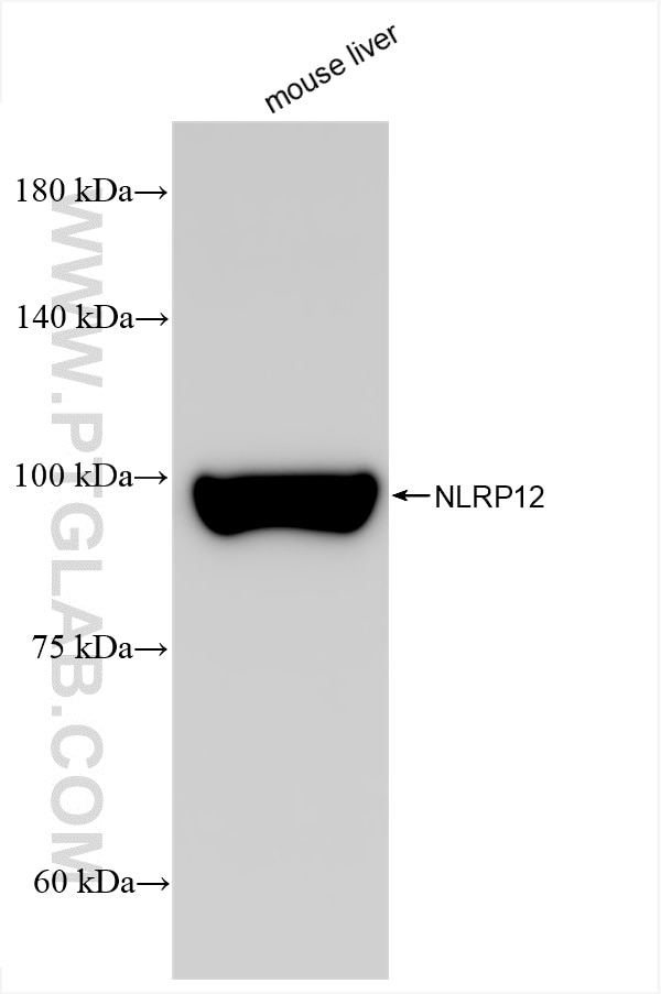 NLRP12