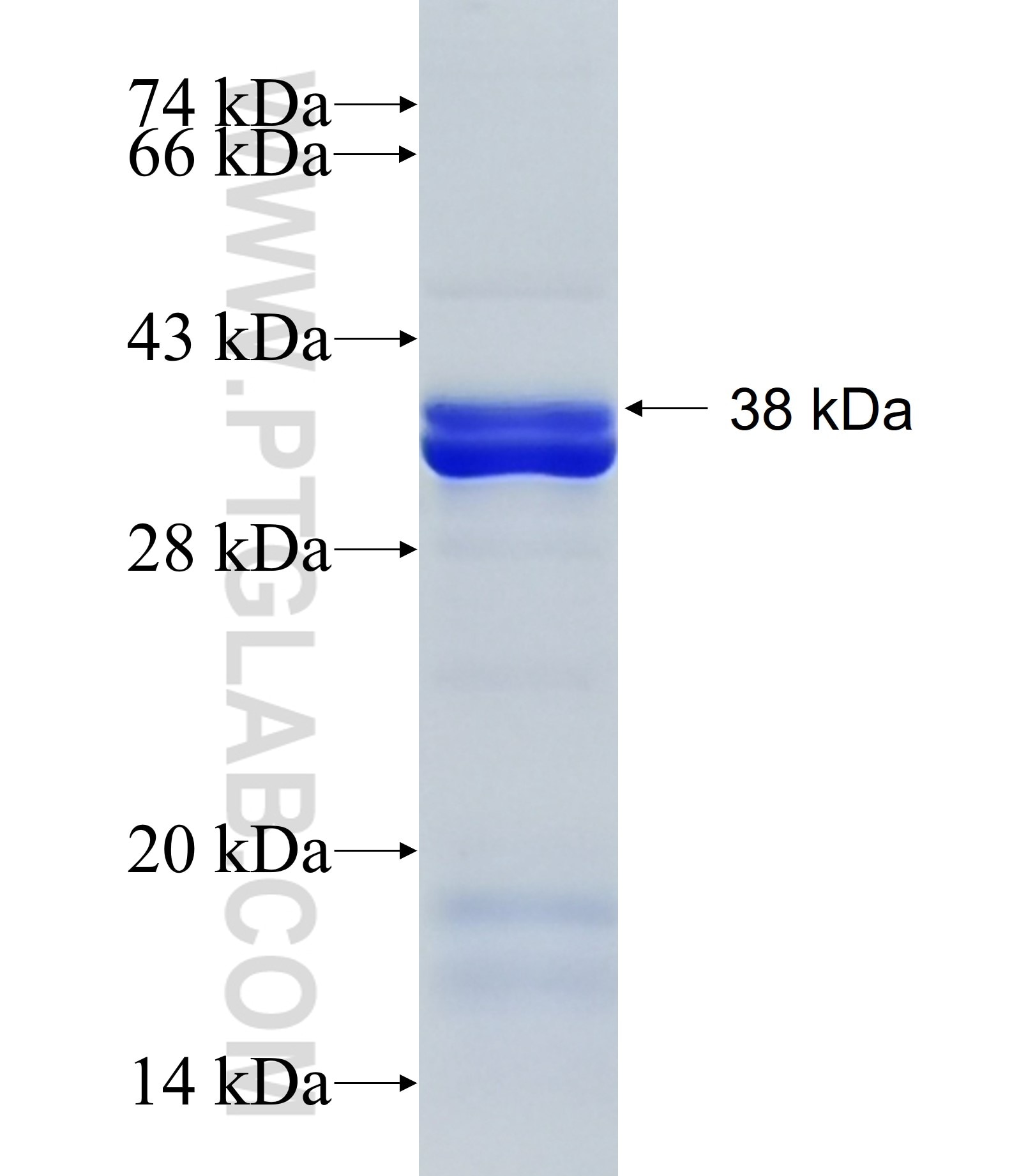 NLRP12 fusion protein Ag34258 SDS-PAGE NLRP12 fusion protein Ag34258 SDS-PAGE