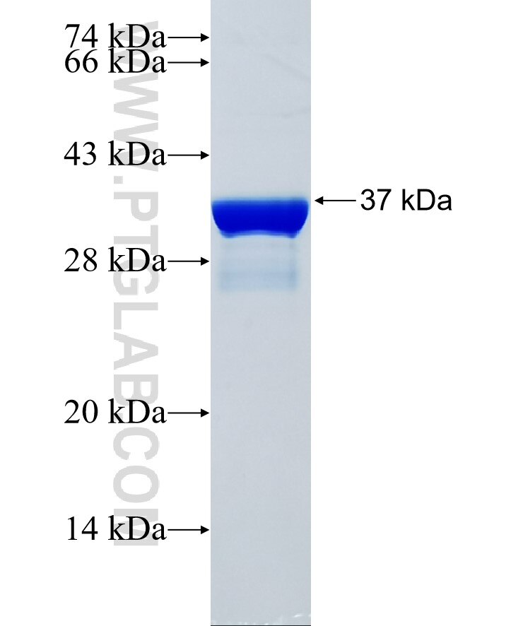 NLRP12 fusion protein Ag34281 SDS-PAGE