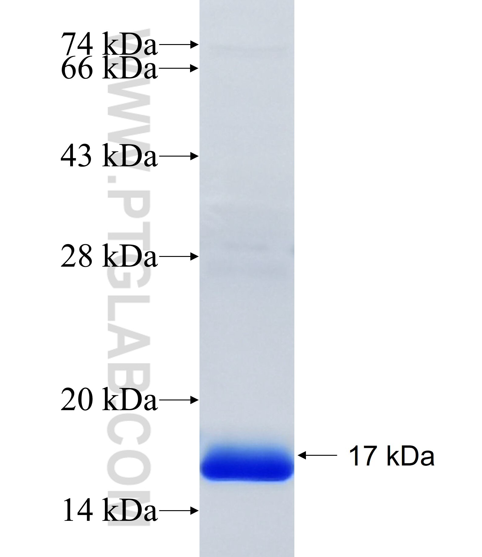 NLRP12 fusion protein Ag34300 SDS-PAGE