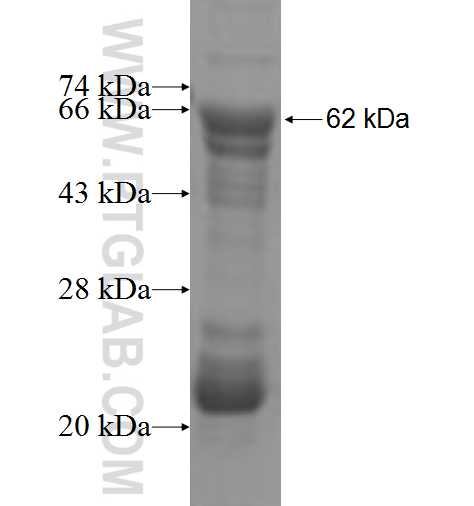 NLRP12 fusion protein Ag4125 SDS-PAGE