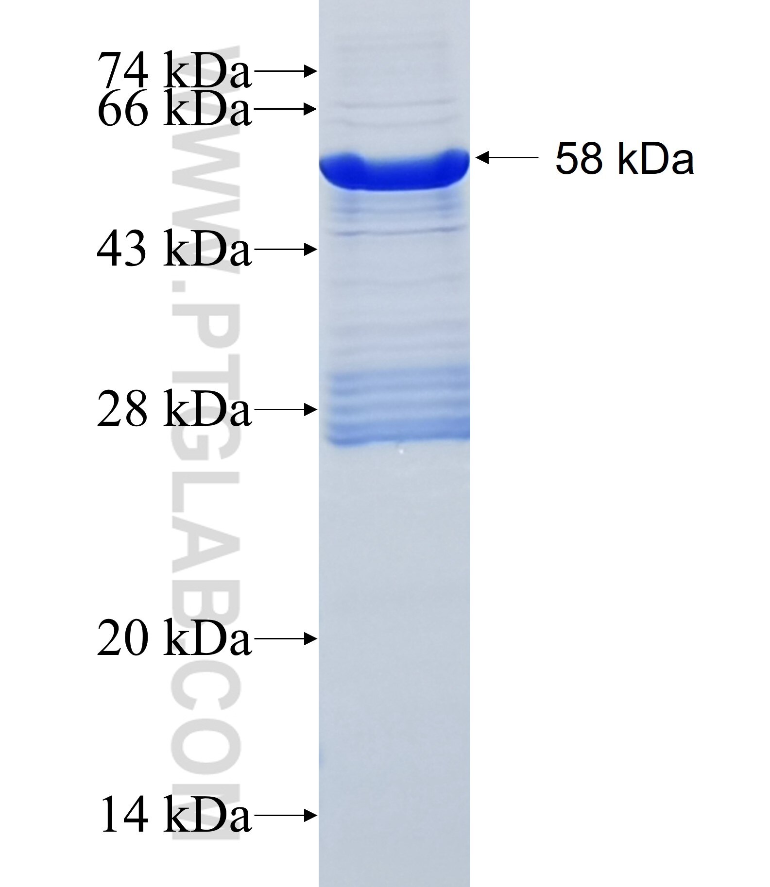 NLRP12 fusion protein Ag4125 SDS-PAGE