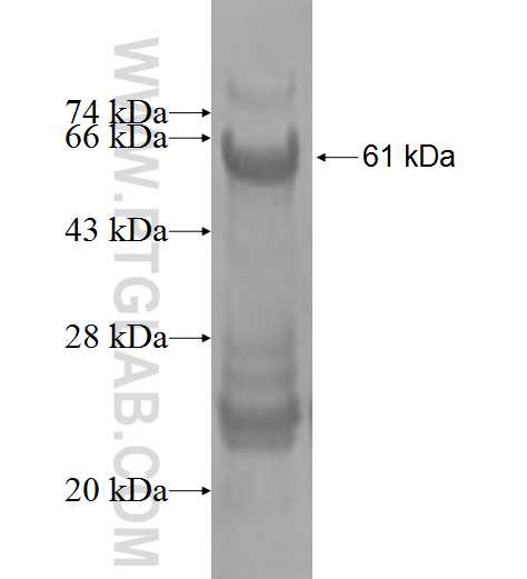 NLRP2 fusion protein Ag3543 SDS-PAGE