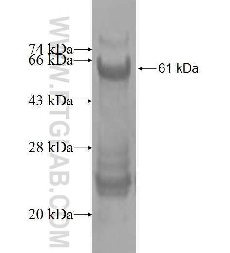 NLRP2 fusion protein Ag3543 SDS-PAGE
