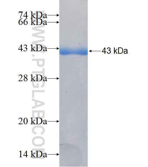 NLRP2 fusion protein Ag7216 SDS-PAGE