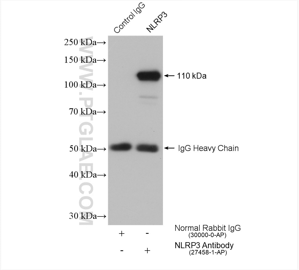 Immunoprecipitation (IP) experiment of THP-1 cells using NLRP3 Polyclonal antibody (27458-1-AP)