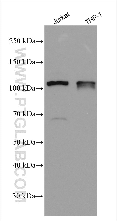 Western Blot (WB) analysis of various lysates using NLRP3 Polyclonal antibody (27458-1-AP)