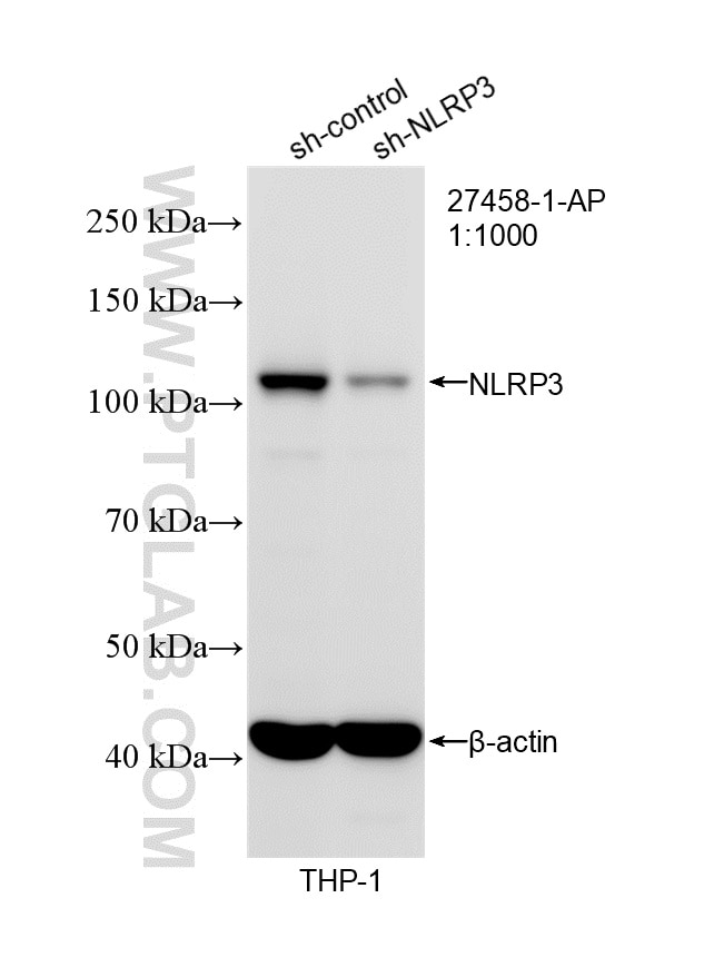 Western Blot (WB) analysis of THP-1 cells using NLRP3 Polyclonal antibody (27458-1-AP)