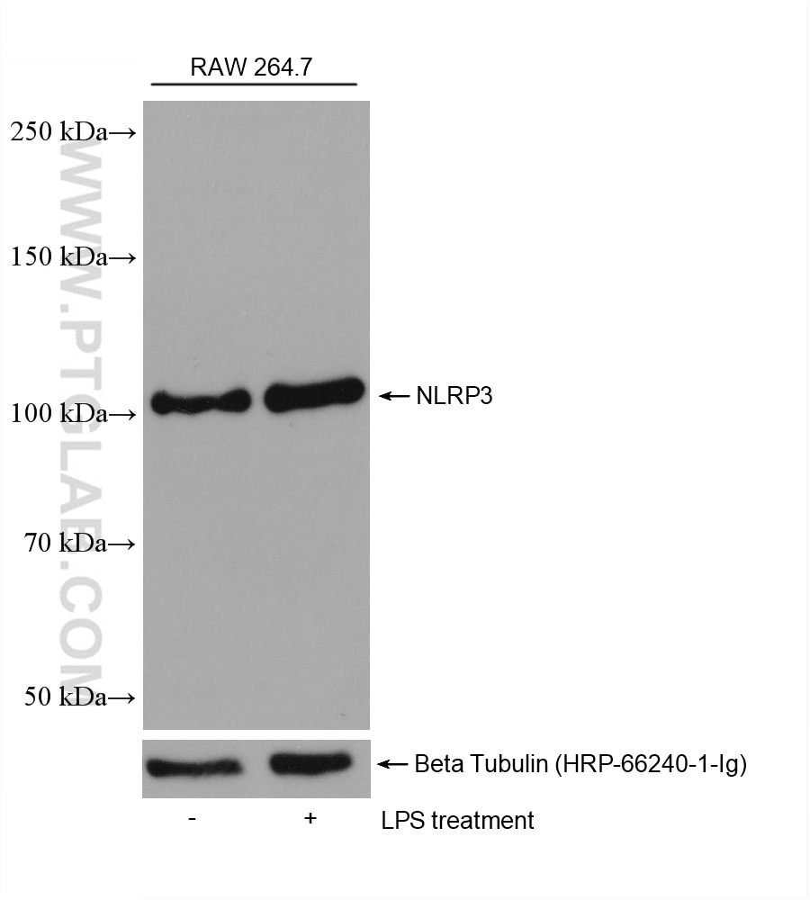 Western Blot (WB) analysis of various lysates using NLRP3 Monoclonal antibody (68102-1-Ig)